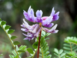 Astragalus flower